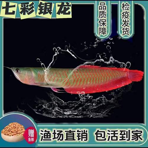 給我一張銀龍魚小魚苗的圖片
