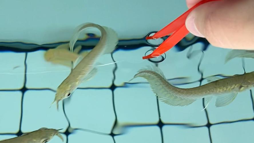 給我一張銀龍魚小魚苗的圖片