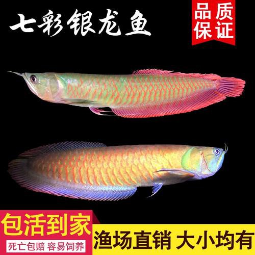 給我一張銀龍魚小魚苗的圖片