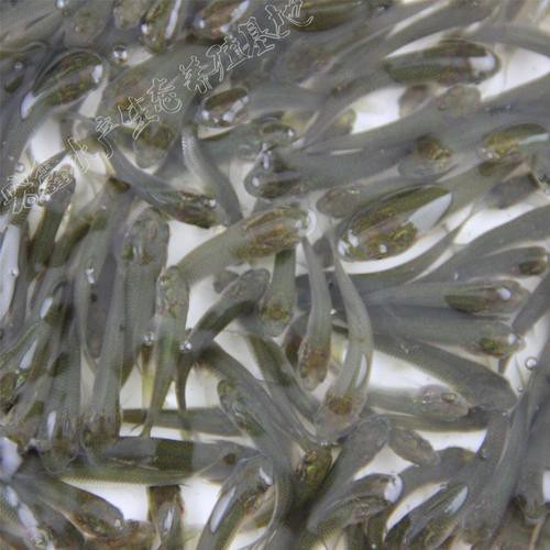 給我一張銀龍魚小魚苗的圖片