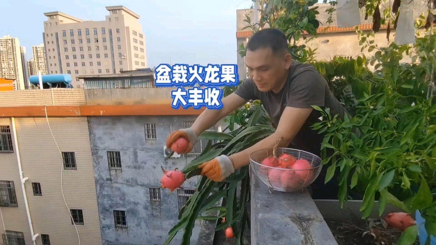 澳龍和紅龍哪個更有營養(yǎng)