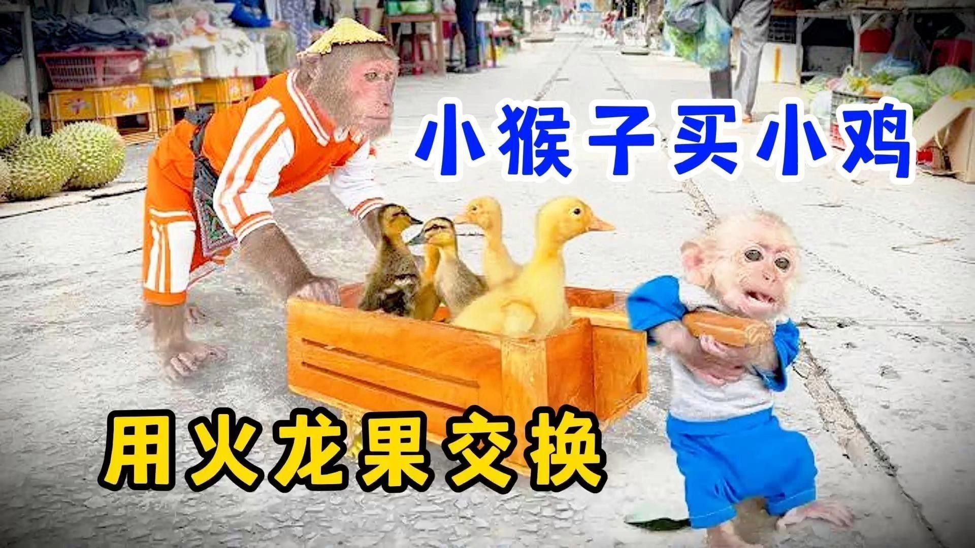 澳龍和紅龍哪個更有營養(yǎng)