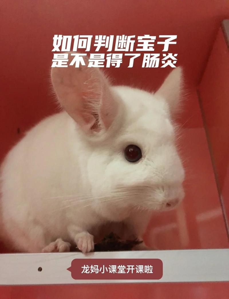 龍貓容易把細(xì)菌傳染給貓嗎 龍魚百科 第6張 龍貓容易把細(xì)菌傳染給貓嗎 龍貓容易把細(xì)菌傳染給貓嗎 龍魚百科 第6張