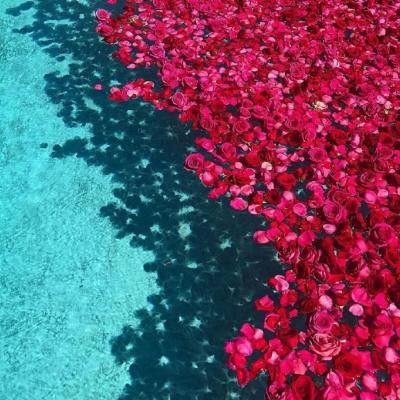 龍貓容易把細(xì)菌傳染給貓嗎 龍魚百科 第7張 龍貓容易把細(xì)菌傳染給貓嗎 龍貓容易把細(xì)菌傳染給貓嗎 龍魚百科 第7張