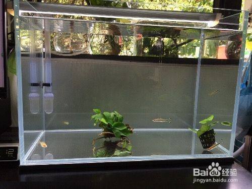 深圳市龍華區民治魚樂無窮水族店 深圳市龍華區民治魚樂無窮水族店 全國水族館企業名錄