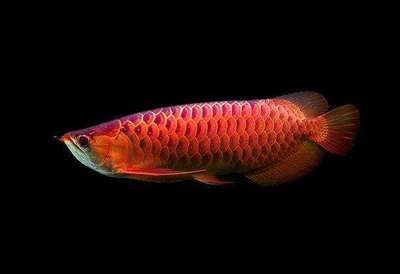 怎樣調理龍魚狀態：如何調理龍魚的健康狀況 怎樣調理龍魚狀態：如何調理龍魚的健康狀況 龍魚百科 第3張