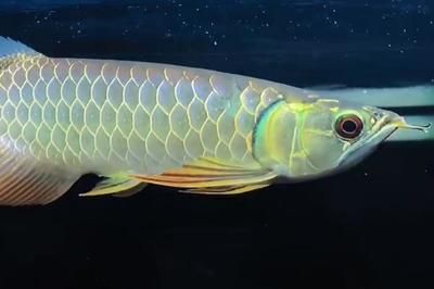 怎樣調理龍魚狀態：如何調理龍魚的健康狀況 怎樣調理龍魚狀態：如何調理龍魚的健康狀況 龍魚百科 第5張