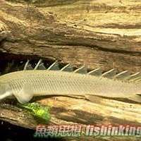 虎紋恐龍魚繁殖記錄怎么寫