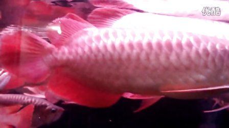 正大龍魚官網：關于正大龍魚的一些信息