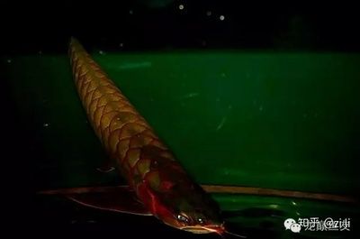 紅龍魚比賽視頻完整版：2016年臺灣觀賞魚博覽會紅龍魚比賽完整版紅龍魚比賽視頻