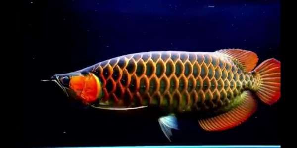 紅龍魚比賽視頻完整版：2016年臺灣觀賞魚博覽會紅龍魚比賽完整版紅龍魚比賽視頻