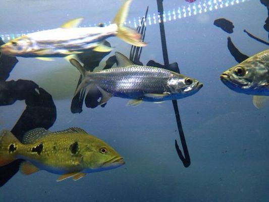 泰龐海鰱最佳飼料配方：泰龐海鰱最佳飼料配方建議泰龐海鰱飼料保存方法