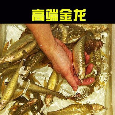 立達藍寶石金龍魚 立達藍寶石金龍魚 龍魚百科 第11張