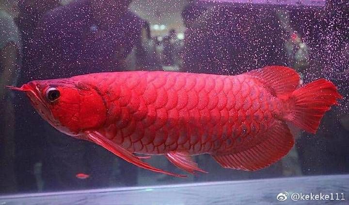 龍魚(yú)體色暗淡怎么辦：龍魚(yú)體色暗淡可能是死亡的前兆，龍魚(yú)體色暗淡可能是死亡前兆