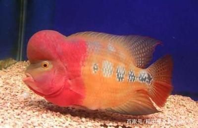 龍魚白便的癥狀表現（龍魚白便可能是由多種原因引起的，水族專家幫自己看看）