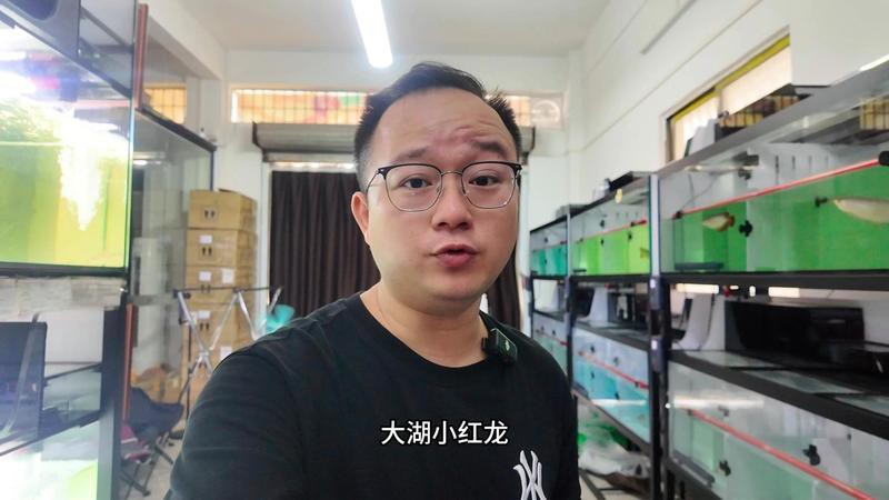 大湖紅龍和血紅龍的區別