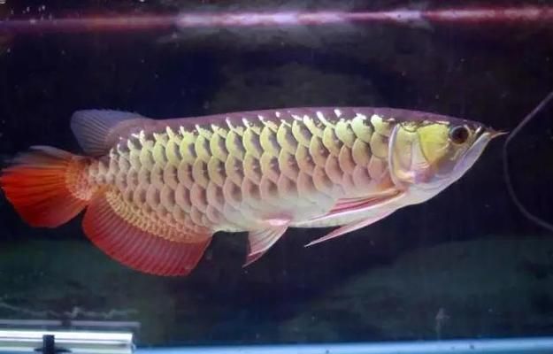 龍魚下掛是什么意思，水族箱布置指南水族箱布置指南水族箱布置指南