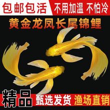 龍鳳魚的價格范圍是多少？