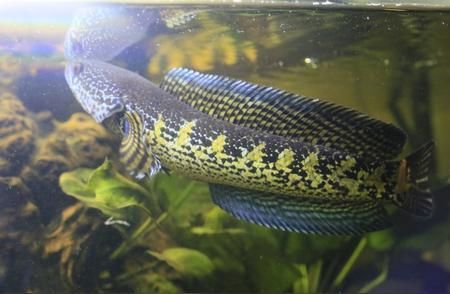 雷龍魚養殖交流微信群