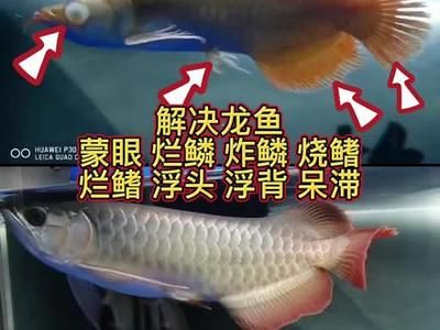 龍魚炸鱗爛鱗是什么原因引起的（龍魚炸鱗爛鱗是什么原因引起的龍魚炸鱗爛鱗可能由多種因素引起）