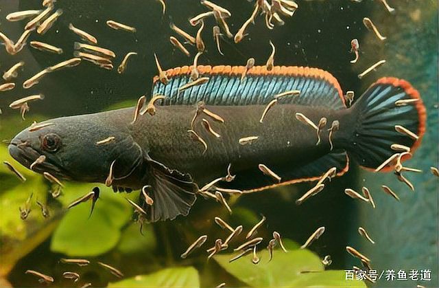 海南雷龍魚vs羅漢魚