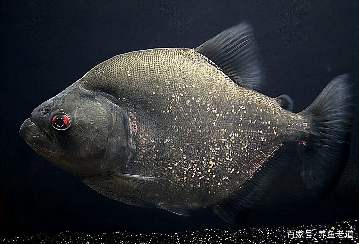 海南雷龍魚vs羅漢魚