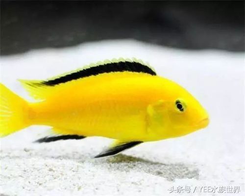魚缸養(yǎng)什么不愛死（新手養(yǎng)魚水質(zhì)管理技巧） 魚缸養(yǎng)什么不愛死（新手養(yǎng)魚水質(zhì)管理技巧） 龍魚百科 第1張