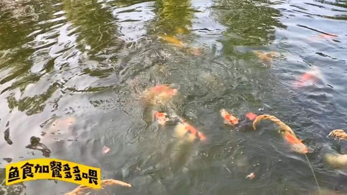 魚缸養(yǎng)什么不愛死（新手養(yǎng)魚水質(zhì)管理技巧） 魚缸養(yǎng)什么不愛死（新手養(yǎng)魚水質(zhì)管理技巧） 龍魚百科 第3張