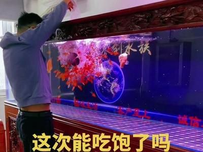 龍魚吃飽后趴缸的原因(龍魚吃飽后趴缸是什么原因) 龍魚百科 第4張 龍魚吃飽后趴缸的原因(龍魚吃飽后趴缸是什么原因) 龍魚吃飽后趴缸的原因(龍魚吃飽后趴缸是什么原因) 龍魚百科 第4張