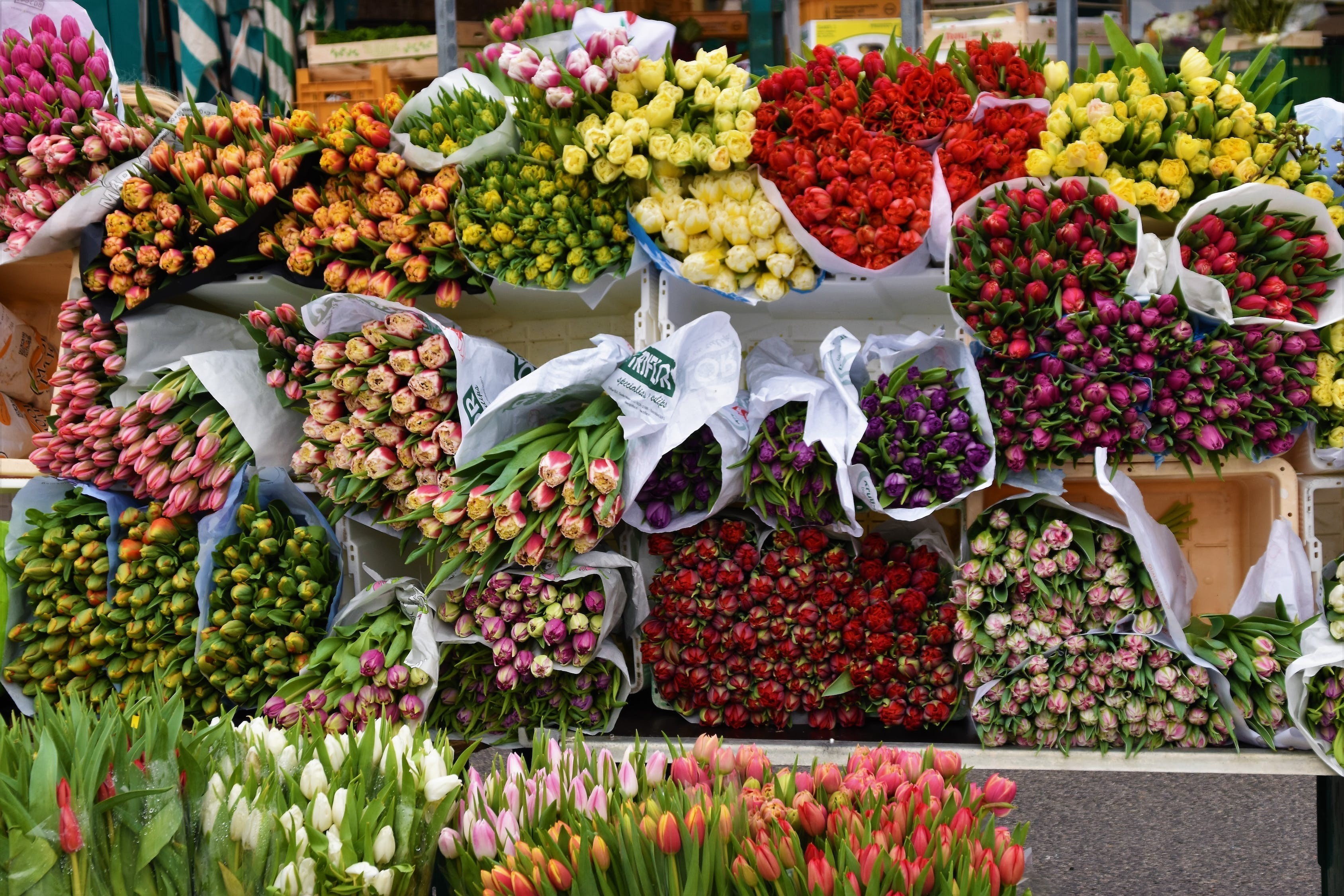 中山市板芙鎮水仙花店 中山市板芙鎮水仙花店 全國水族館企業名錄 第3張