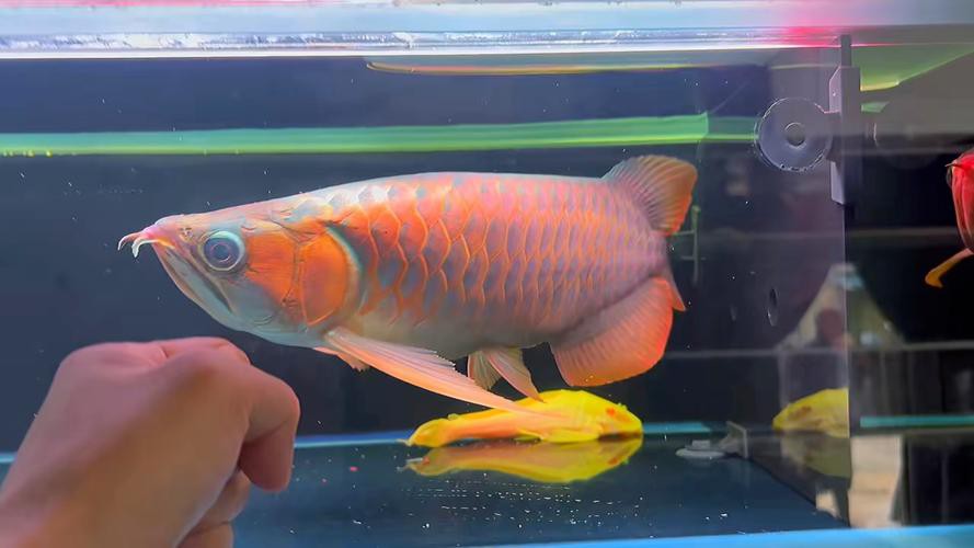 紅龍魚短身和長身的區別圖片大全視頻