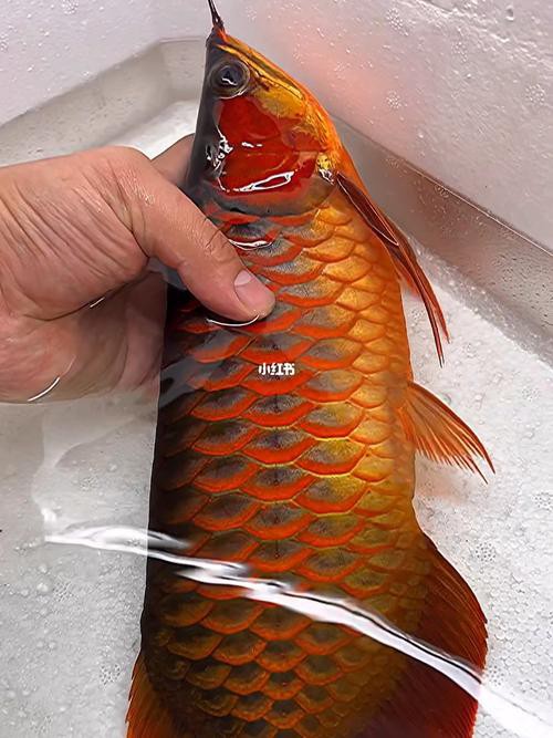 紅龍魚短身和長身的區別圖片大全視頻