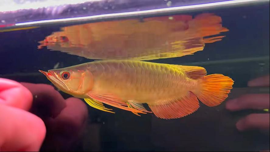 紅龍魚短身和長身的區別圖片大全視頻