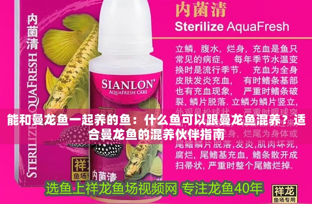 能和曼龍魚一起養的魚:什么魚可以跟曼龍魚混養?適合曼龍魚的混養伙伴指南 龍魚百科 第1張 能和曼龍魚一起養的魚:什么魚可以跟曼龍魚混養?適合曼龍魚的混養伙伴指南 能和曼龍魚一起養的魚:什么魚可以跟曼龍魚混養?適合曼龍魚的混養伙伴指南 龍魚百科 第1張