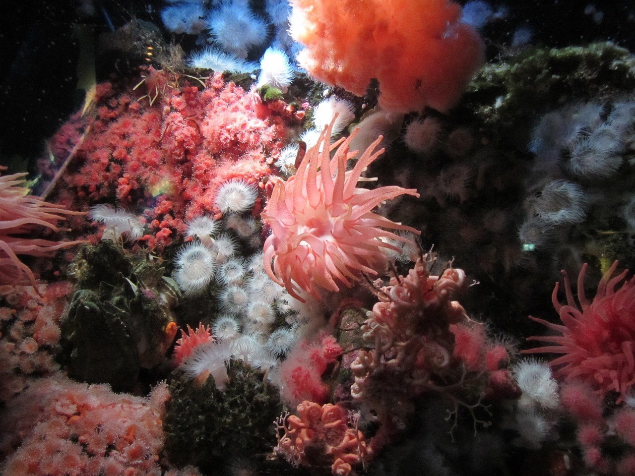 延長城區幽靈水族（延長城區幽靈水族館在哪里）