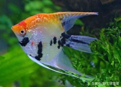 龍魚摔了一下,放魚缸翻身怎么辦：龍魚在魚缸中不慎摔倒后需要采取措施來幫助其恢復健康