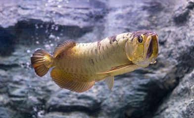 龍魚摔了一下,放魚缸翻身怎么辦：龍魚在魚缸中不慎摔倒后需要采取措施來幫助其恢復健康
