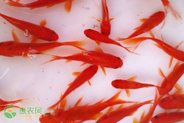 金龍魚的品種怎么分辨公母（如何分辨金龍魚的性別） 金龍魚的品種怎么分辨公母（如何分辨金龍魚的性別） 龍魚百科 第2張