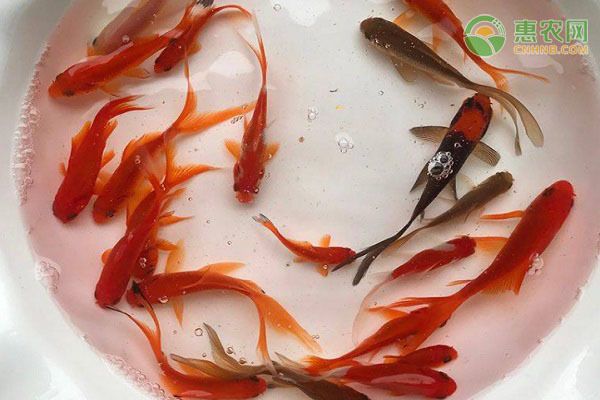 金龍魚的品種怎么分辨公母（如何分辨金龍魚的性別） 金龍魚的品種怎么分辨公母（如何分辨金龍魚的性別） 龍魚百科 第3張