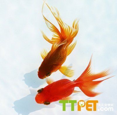 金龍魚的品種怎么分辨公母（如何分辨金龍魚的性別） 金龍魚的品種怎么分辨公母（如何分辨金龍魚的性別） 龍魚百科 第4張