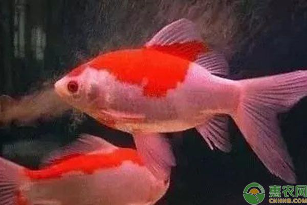 金龍魚的品種怎么分辨公母（如何分辨金龍魚的性別） 金龍魚的品種怎么分辨公母（如何分辨金龍魚的性別） 龍魚百科 第1張