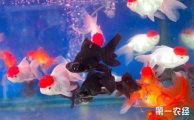 女王大帆魚苗疾病預防指南，女王大帆魚苗疾病預防指南女王大帆魚苗飼養密度標準