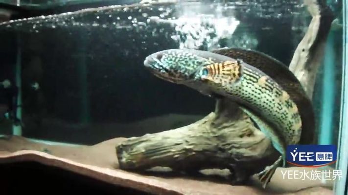 含山縣環峰鎮大成望梅路鮮花店（含山縣花店電話號碼）