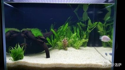 新鄉市牧野區紅星美凱龍大禹水族魚缸店