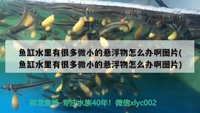魚缸水里有很多微小的懸浮物怎么辦啊圖片(魚缸水里有很多微小的懸浮物怎么辦啊圖片) 魚缸水里有很多微小的懸浮物怎么辦啊圖片(魚缸水里有很多微小的懸浮物怎么辦啊圖片) 龍魚百科