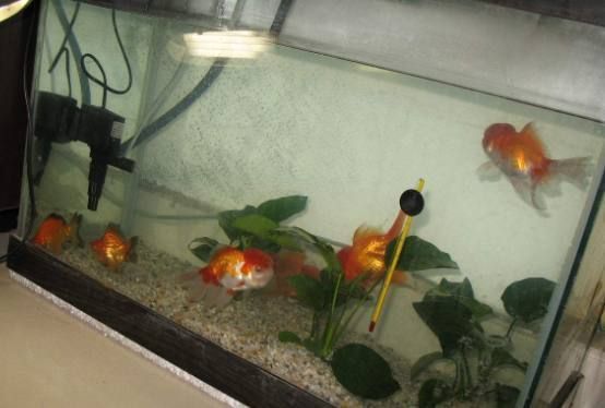 金魚養(yǎng)護(hù)的風(fēng)水講究：金魚養(yǎng)護(hù)風(fēng)水禁忌事項,不同顏色金魚的風(fēng)水寓意,金魚缸安裝吉日查詢方法