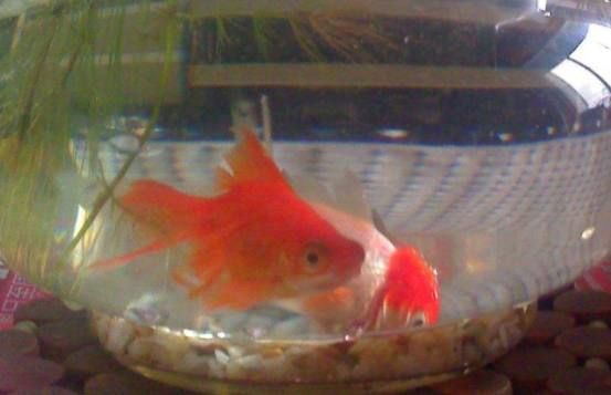 金魚養(yǎng)護(hù)的風(fēng)水講究：金魚養(yǎng)護(hù)風(fēng)水禁忌事項,不同顏色金魚的風(fēng)水寓意,金魚缸安裝吉日查詢方法