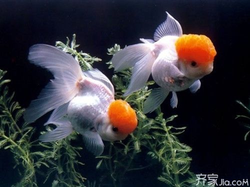 金魚養(yǎng)護(hù)的風(fēng)水講究：金魚養(yǎng)護(hù)風(fēng)水禁忌事項,不同顏色金魚的風(fēng)水寓意,金魚缸安裝吉日查詢方法