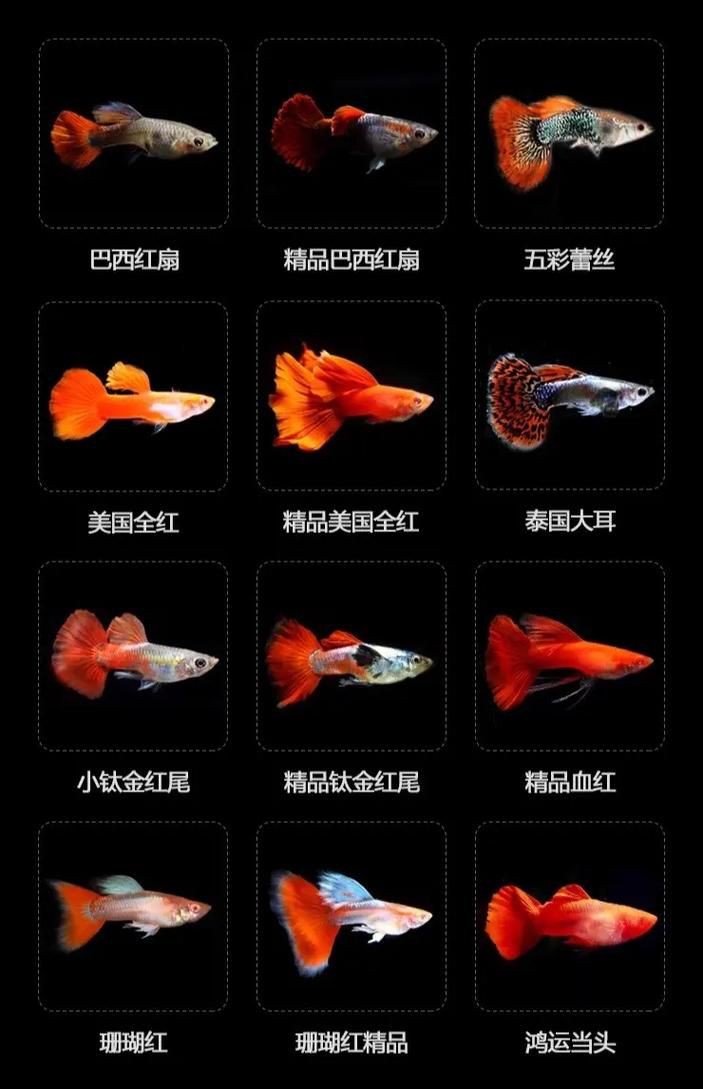 孔雀魚雜交公式圖 孔雀魚雜交公式圖 龍魚百科 第8張