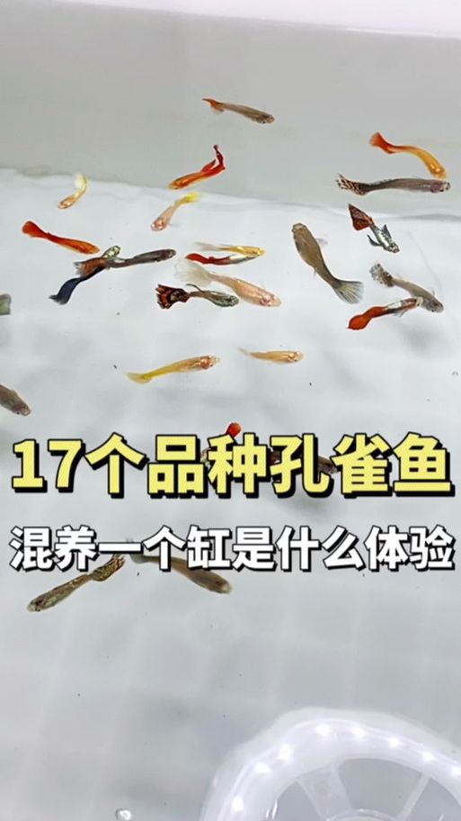 孔雀魚雜交公式圖 孔雀魚雜交公式圖 龍魚百科 第15張